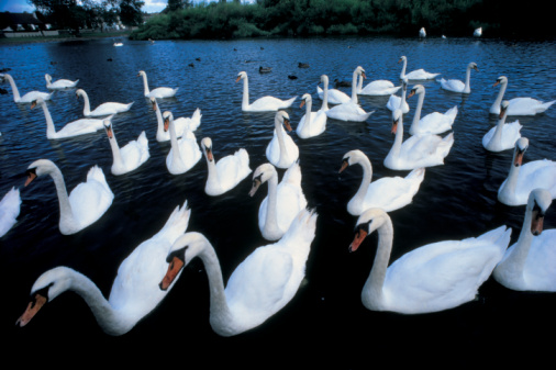 What role should SaaS play in your BPM strategy?