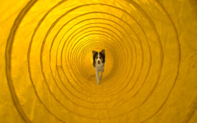 Out-SOA-cing – The Challenge of Outsourcing SOA