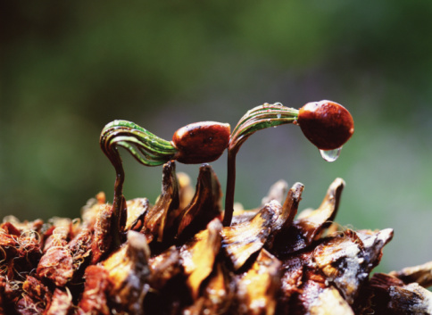 The Process Life Cycle and Project Life Cycle Partnership