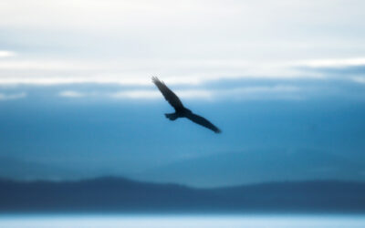 SOA and Service Catalogues